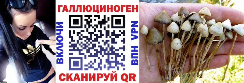 Купить  Дубовка  Псилоцибиновые грибы GOLDEN TEACHER 